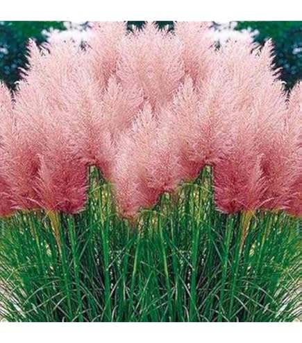 ６号　開花実績株　パンパスグラス苗　ピンクフェザー　パンパスグラス　苗 Amazon.co.jp: 種 花たね パンパスグラス ピンクフェザー 1袋（80粒